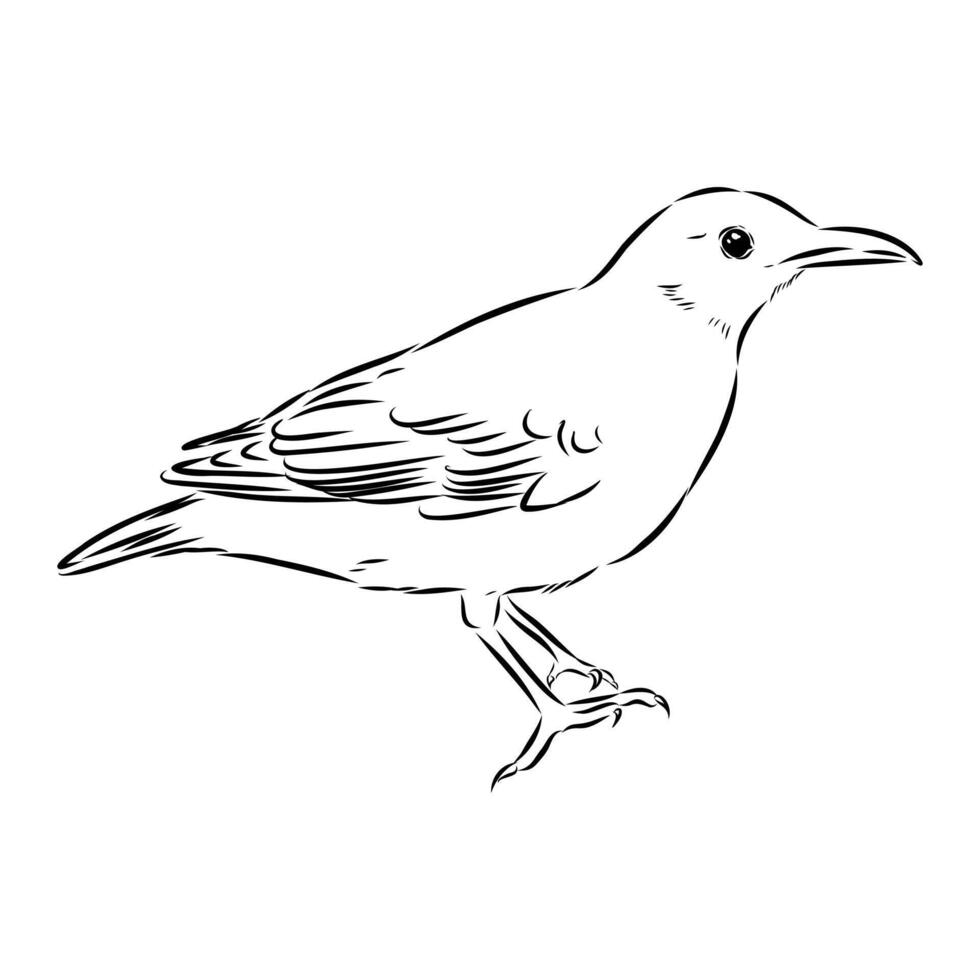 songbird thrush sketch vector