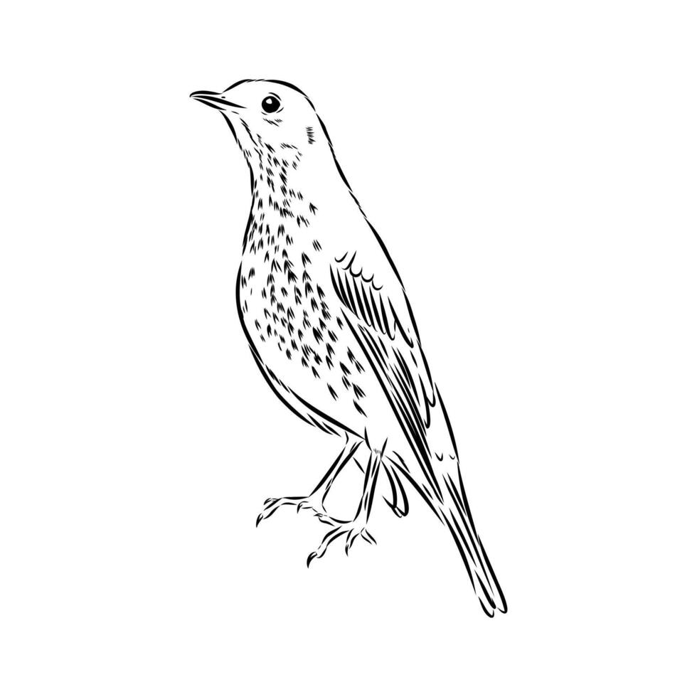 Forest bird thrush drawing vector