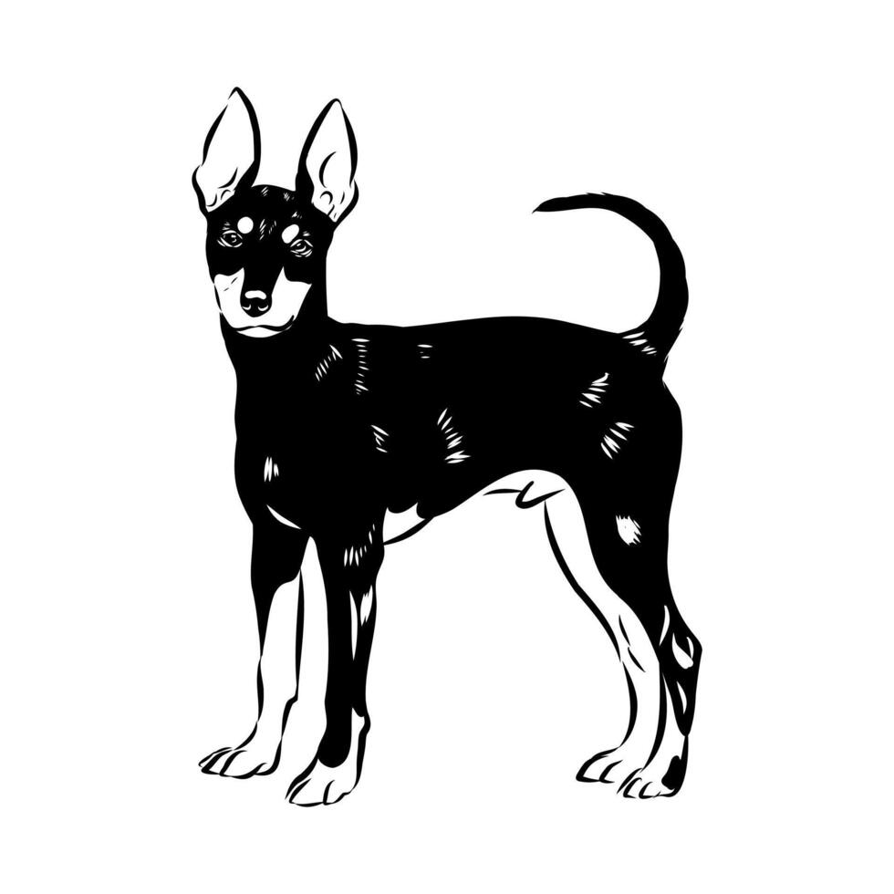The pied piper English Toy Terrier sketch vector