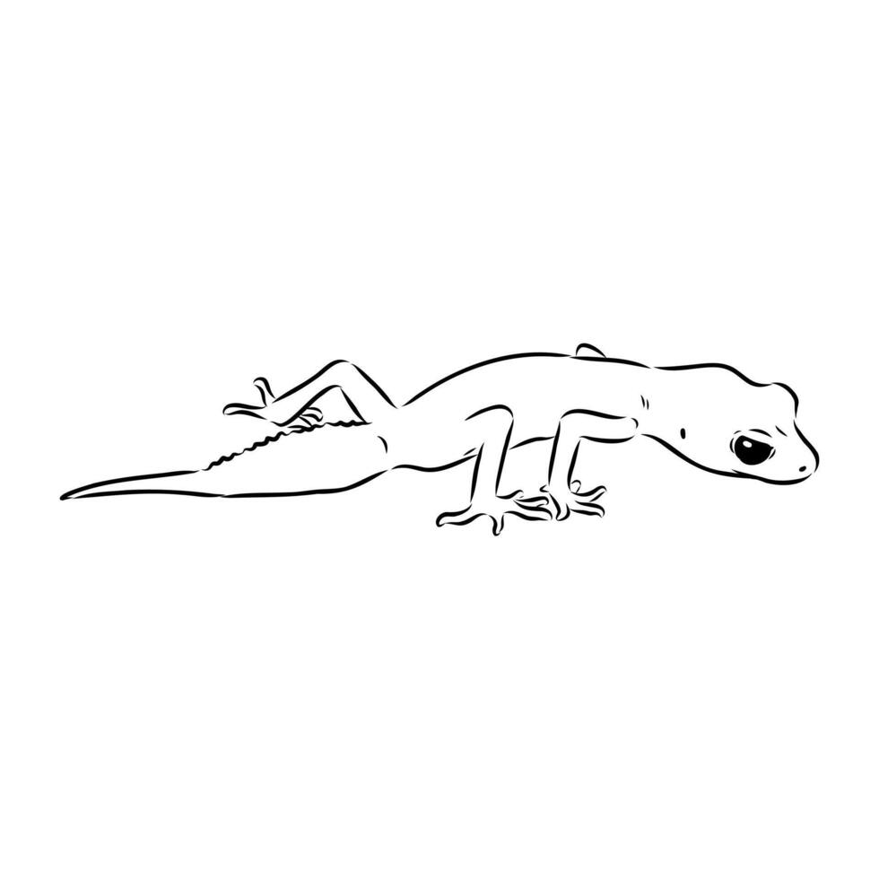 Australian thick-tailed gecko sketch vector