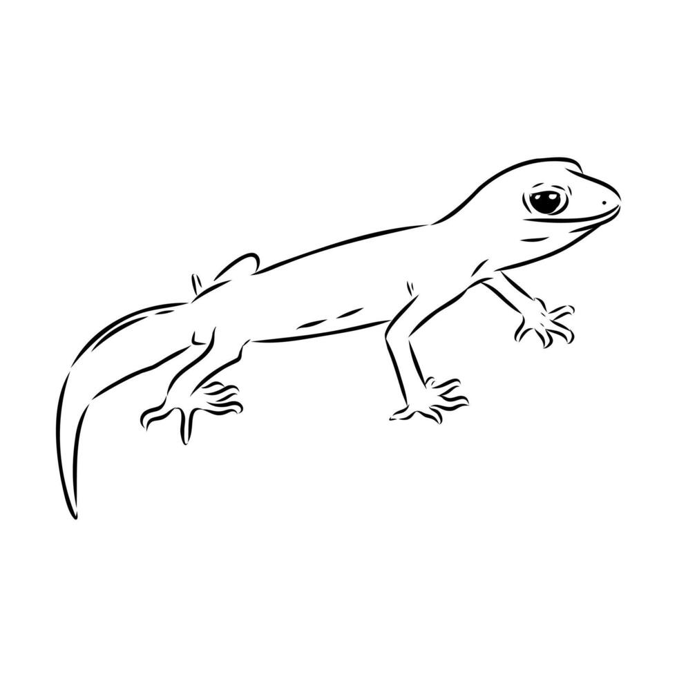 Australian thick-tailed gecko hand-drawnWeb vector