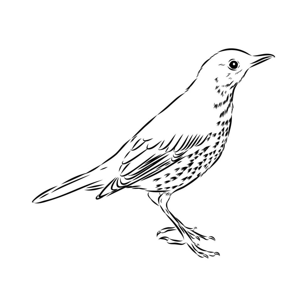 forest songbird thrush sketch vector