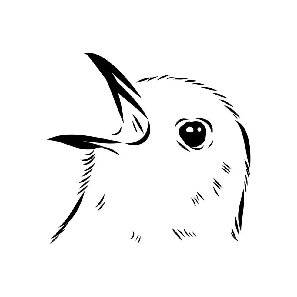 bird's head thrush sketch vector