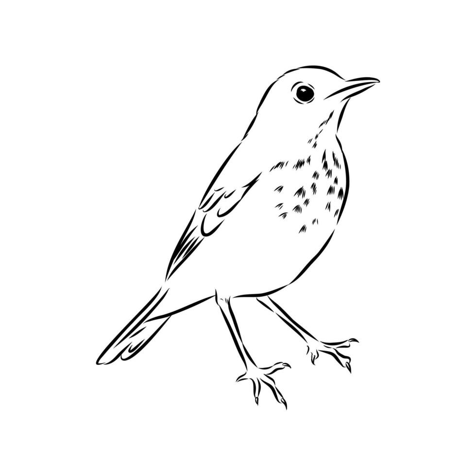 little songbird thrush sketch vector