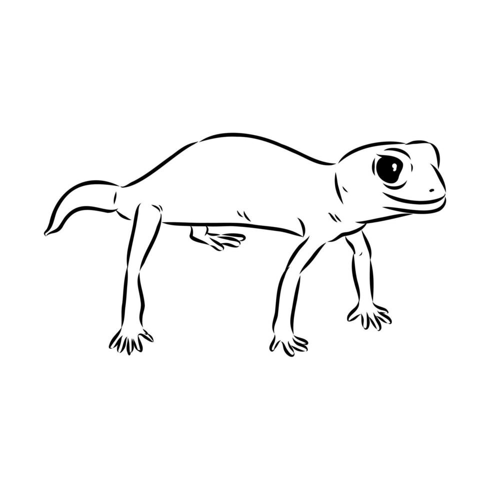 Australian gecko drawing vector
