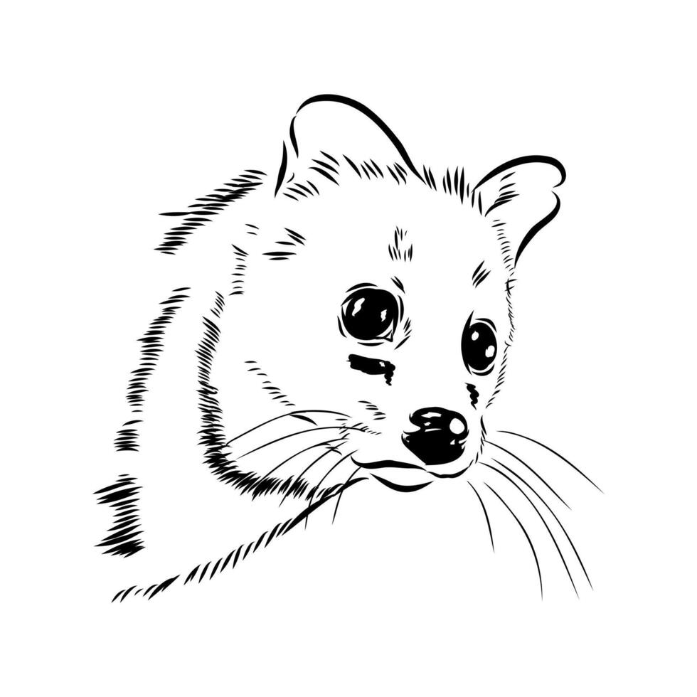 civet cat head drawing vector