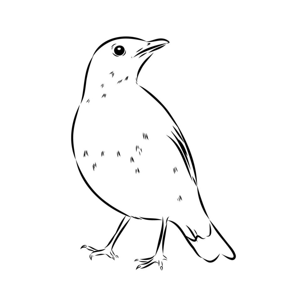 Little songbird thrush drawing vector