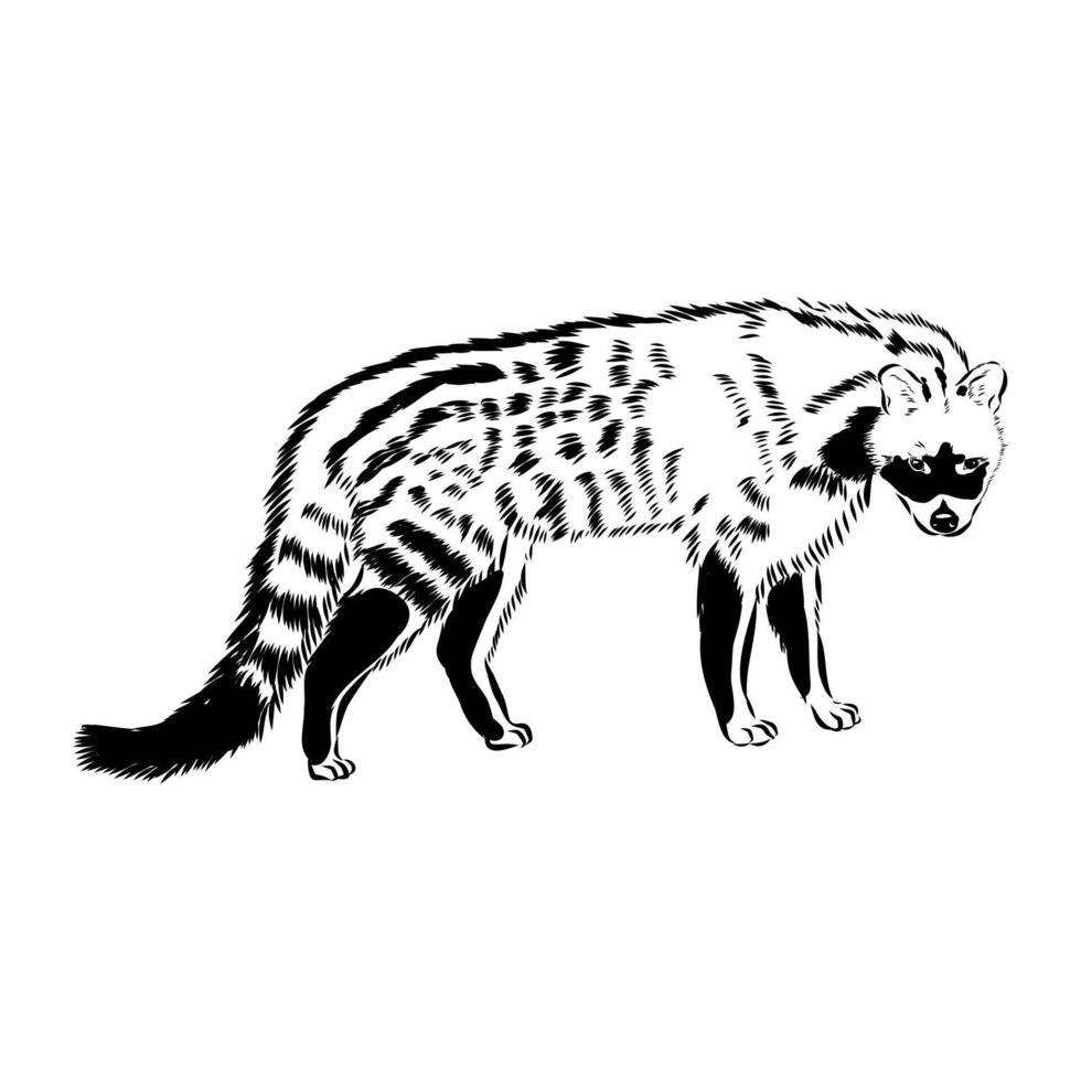 predatory feline civet vector