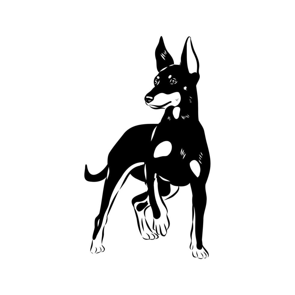 miniature English Toy Terrier dog sketch vector