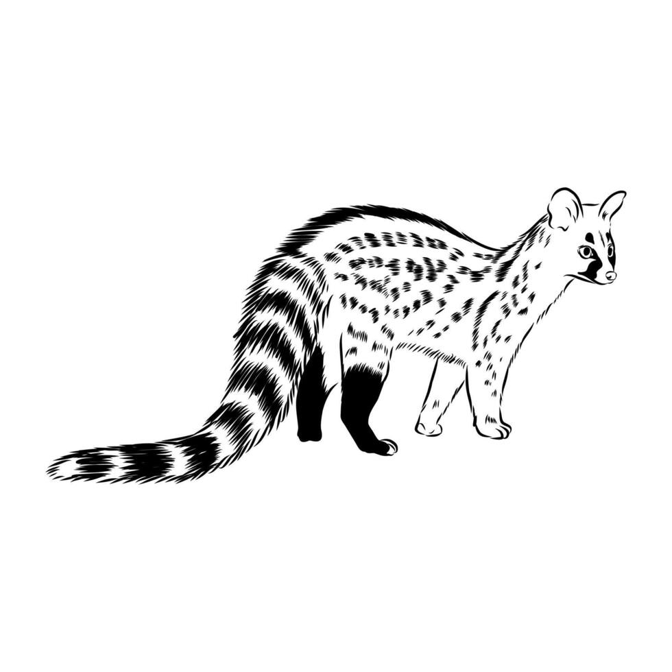 Predatory civet cat drawing vector