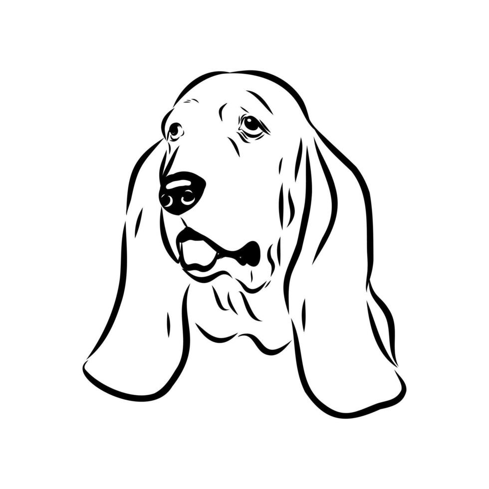 Basset Hound dog drawing vector