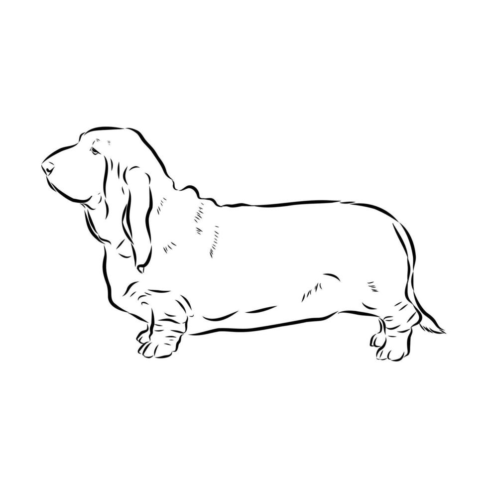 Short-legged basset hound sketch vector