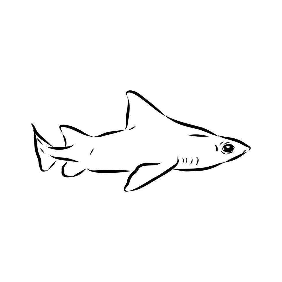 shark vulgar centrina vector