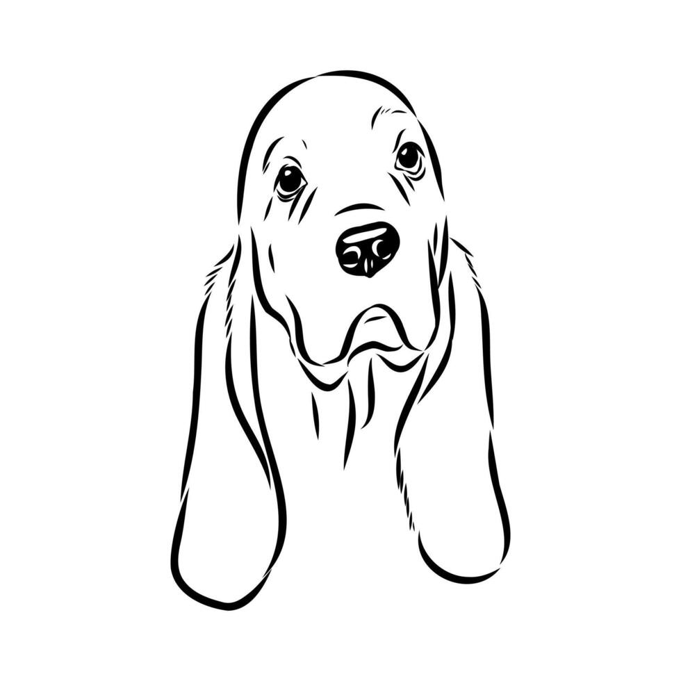 Basset Hound dog black and white sketch vector