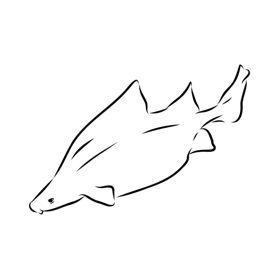Triangular shark centrina vulgaris drawing vector