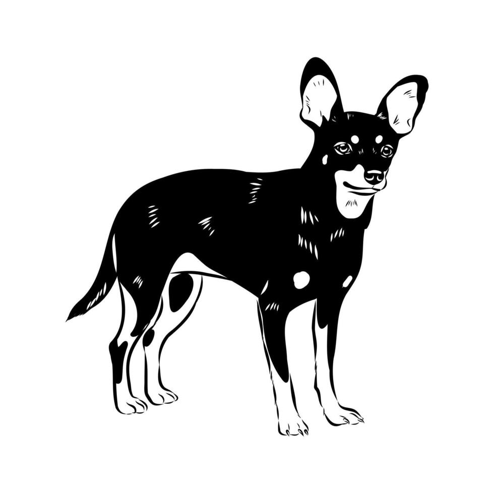 The pied piper dog is an English Toy Terrier vector
