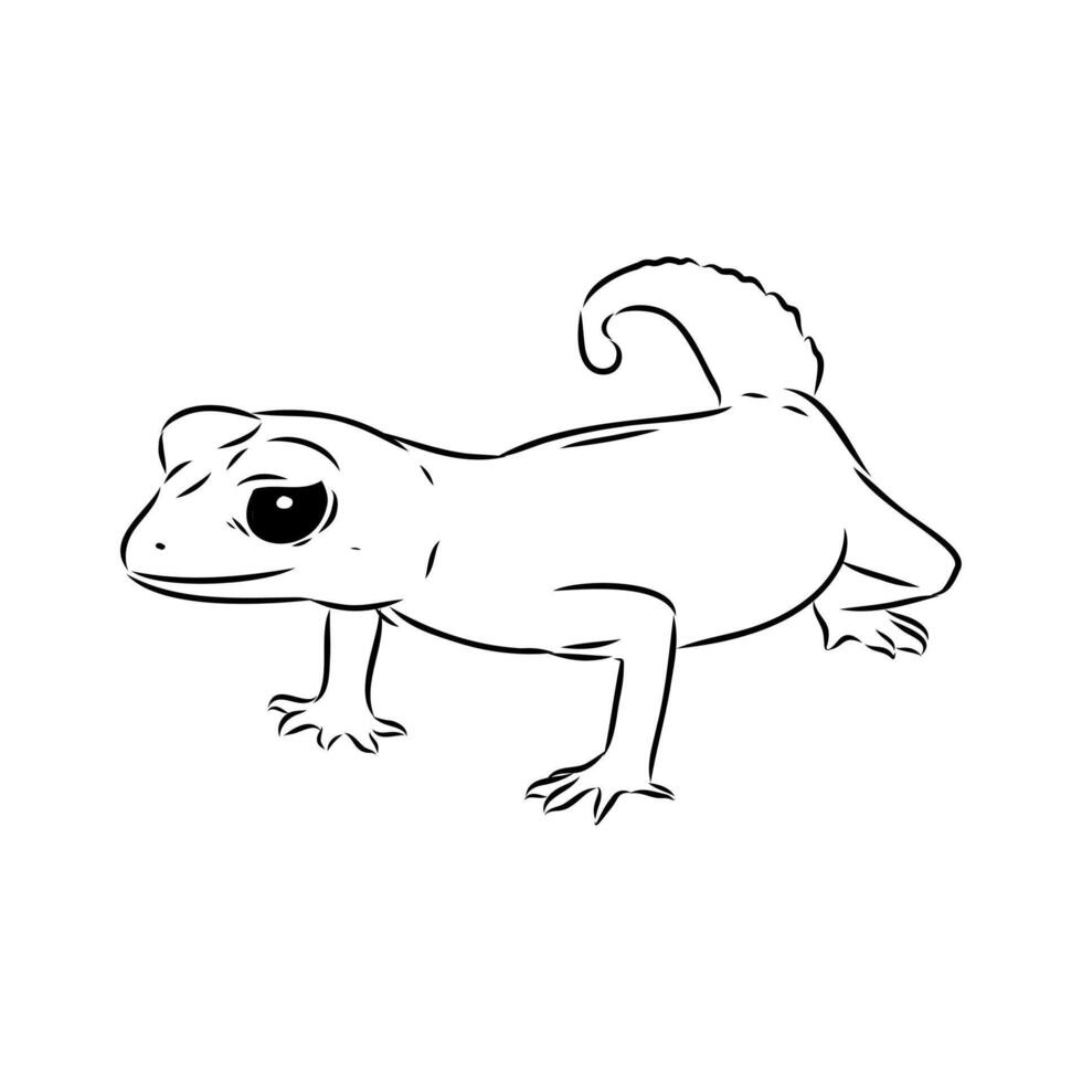 Australian thick-tailed gecko black and white drawing vector