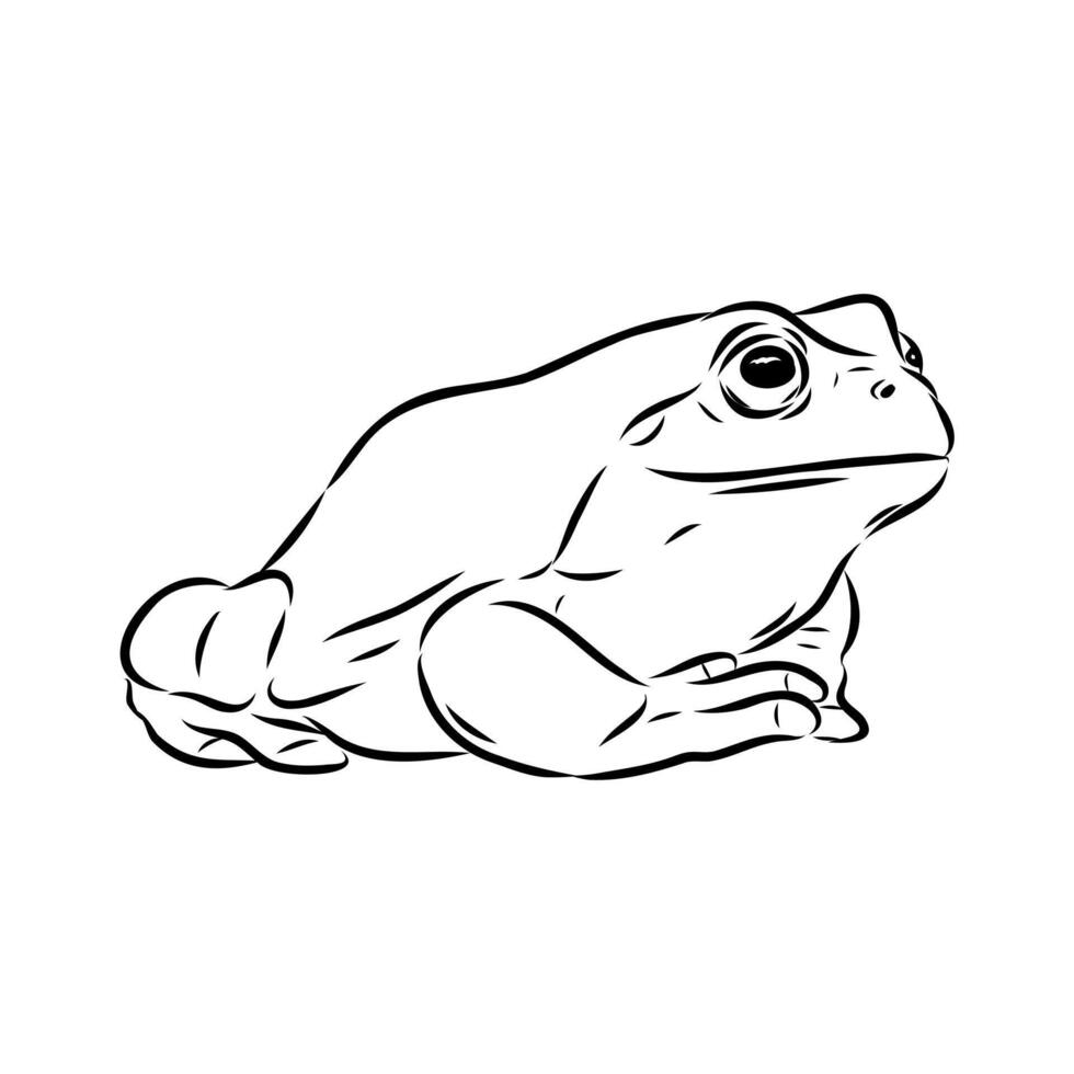 Australian tree frog drawing vector