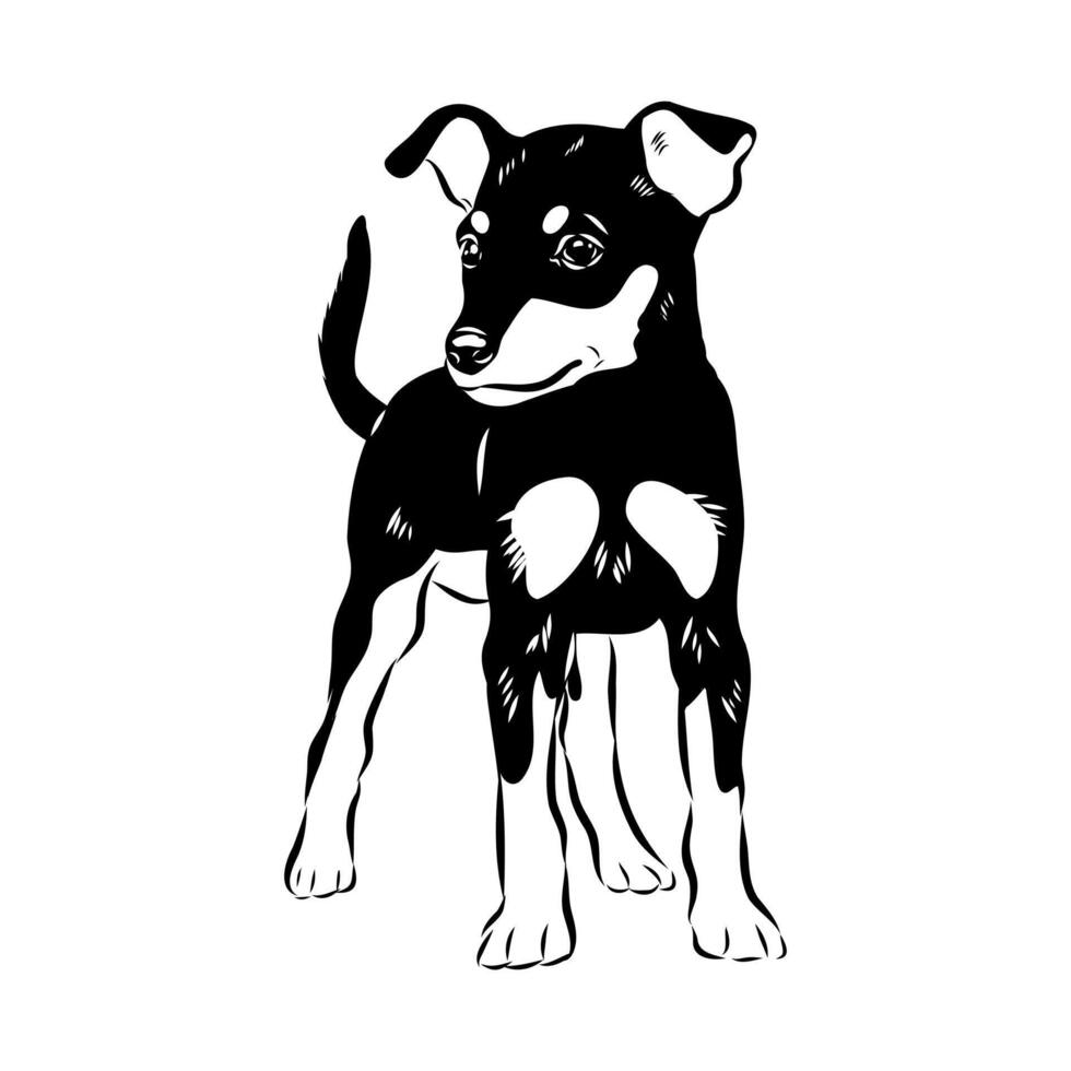 small smooth-haired English Toy Terrier dog sketch vector