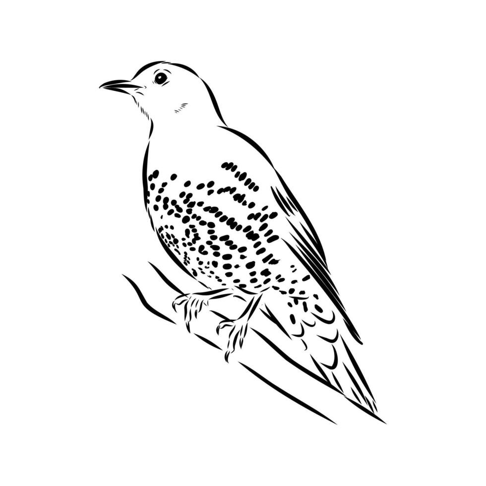 forest songbird thrush vector