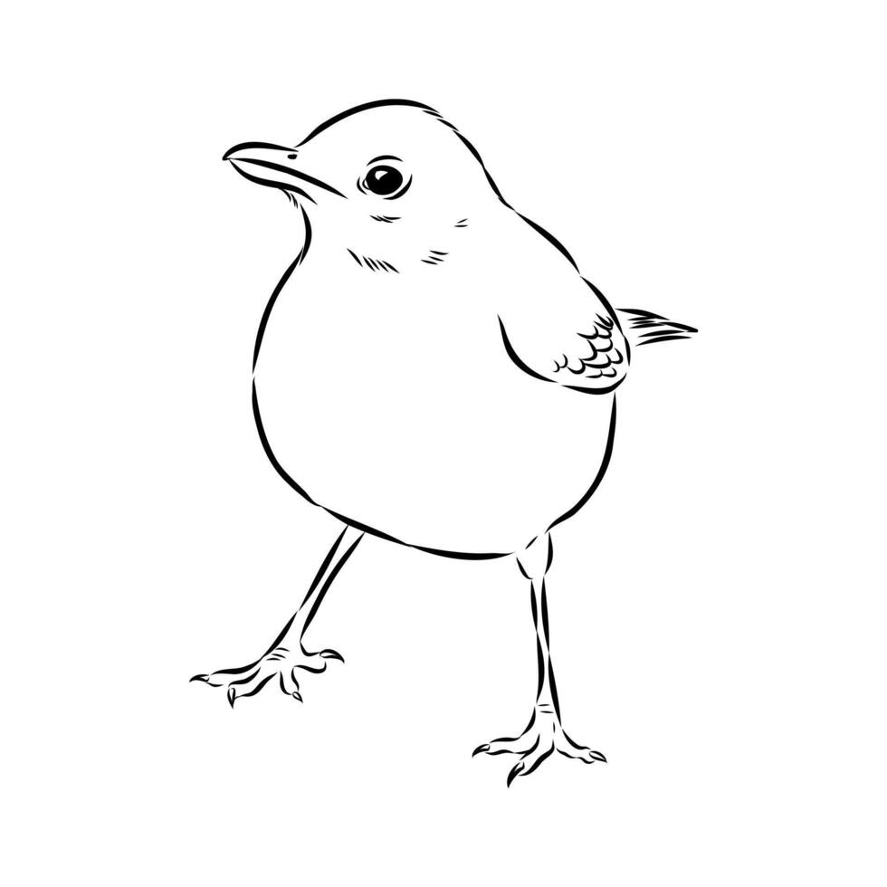 little songbird thrush hand sketch vector