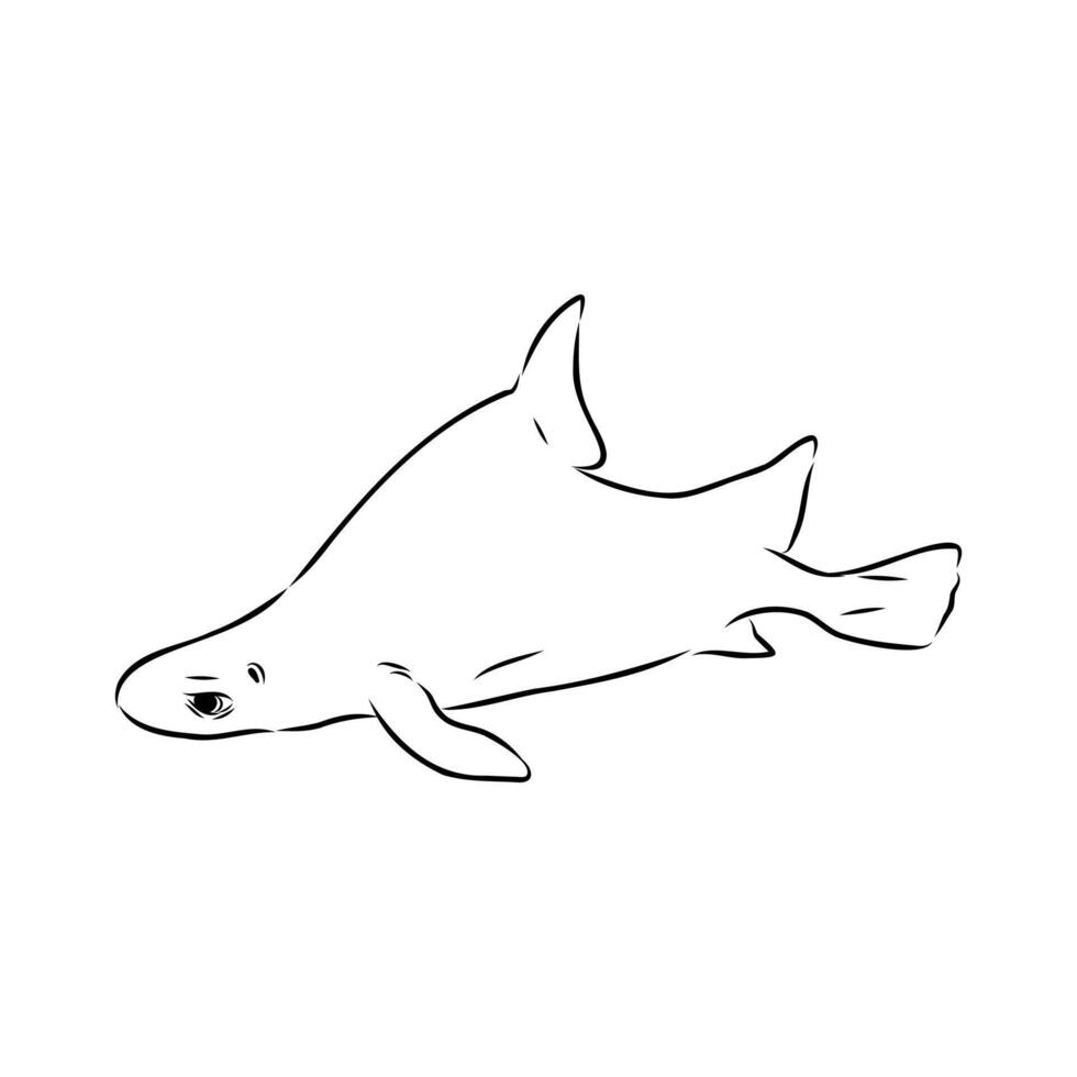 triangular shark centrina vulgar vector