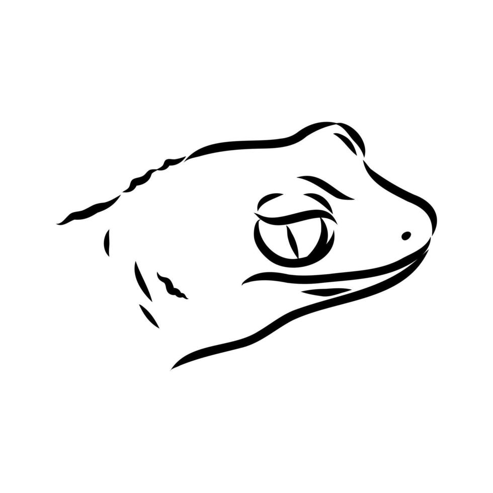 Australian thick-tailed gecko head sketch vector