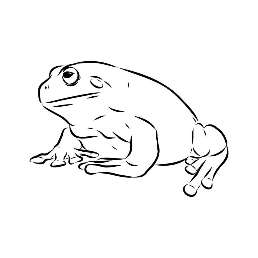 Australian tree frog black and white drawing vector