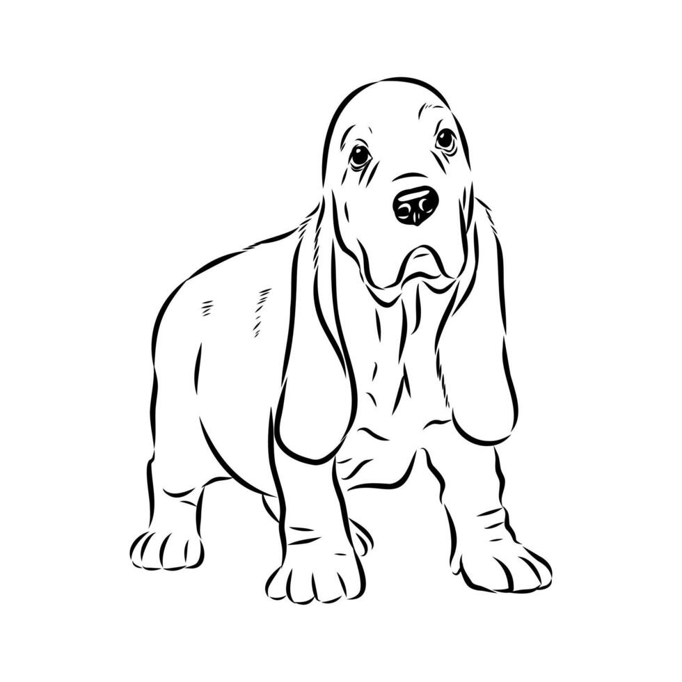 Undersized Basset Hound drawing vector