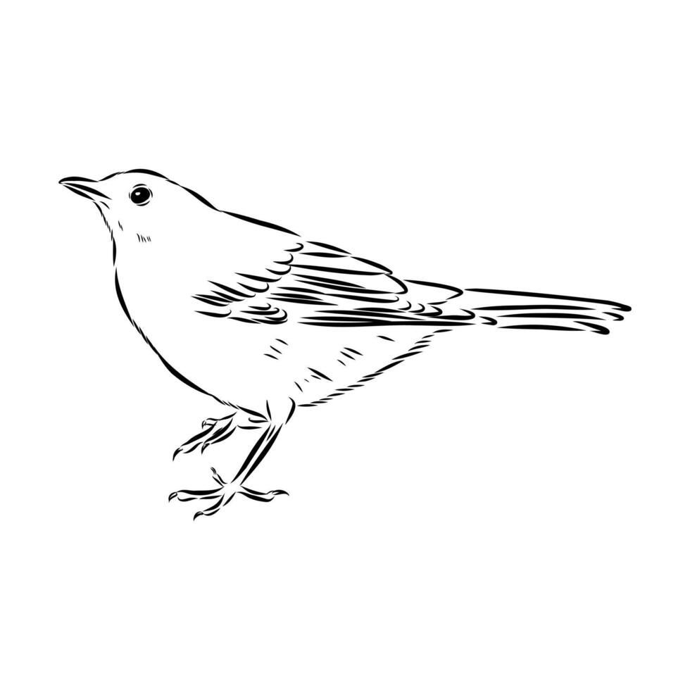 little songbird blackbird handmade drawing vector