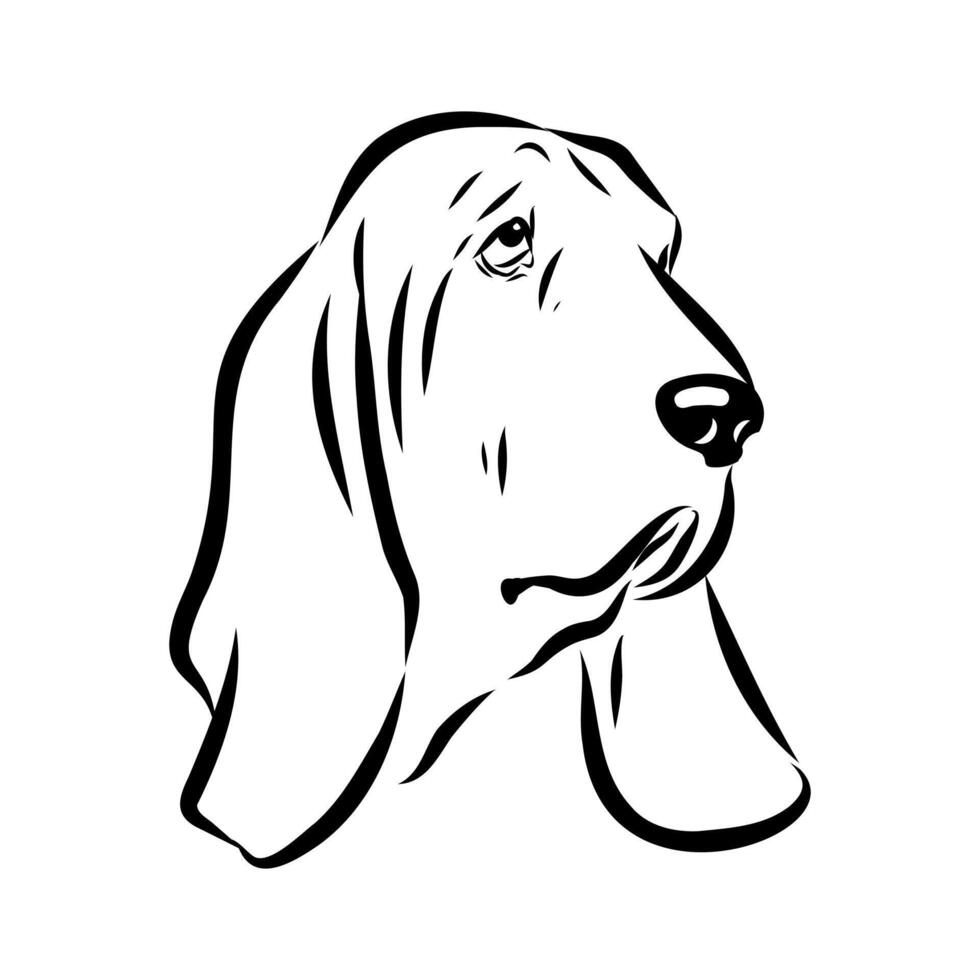 The head of a small English Basset Hound vector