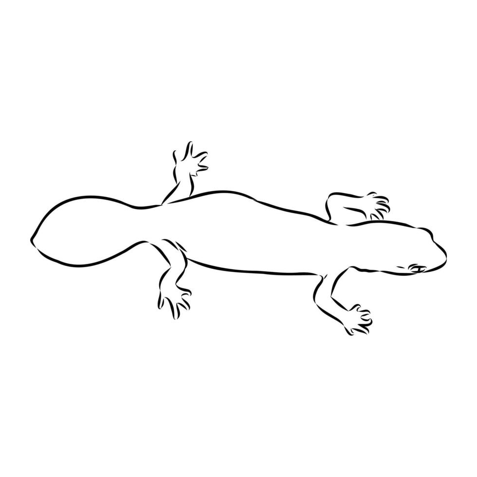Australian gecko black and white sketch vector