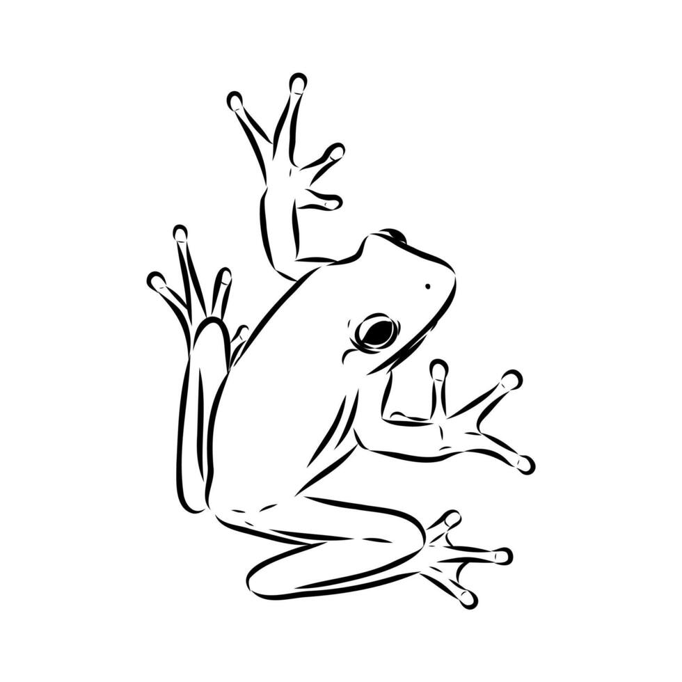 Australian tree frog hand-drawn vector