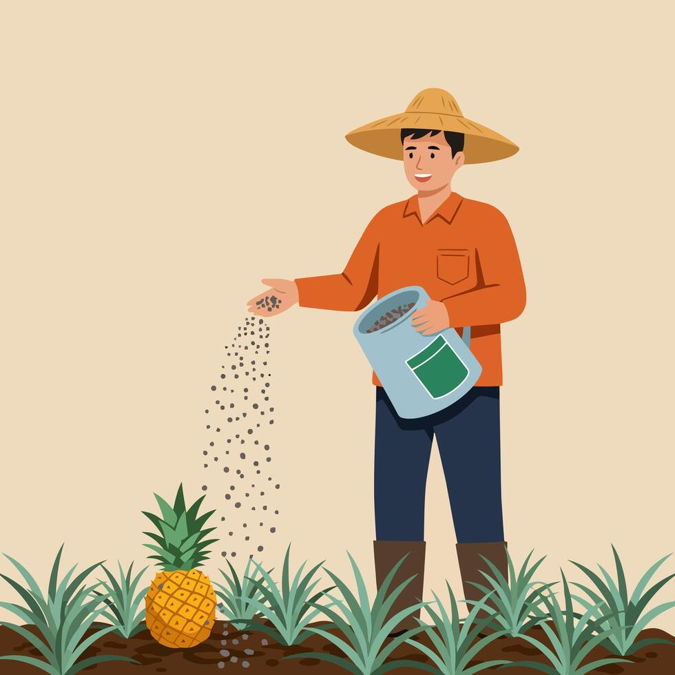 Farmer Spreading Fertilizer on Pineapple Crop for Growth and Harvest vector