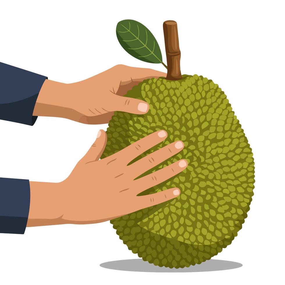 Holding a Fresh Green Jackfruit in Hands Product Illustration vector