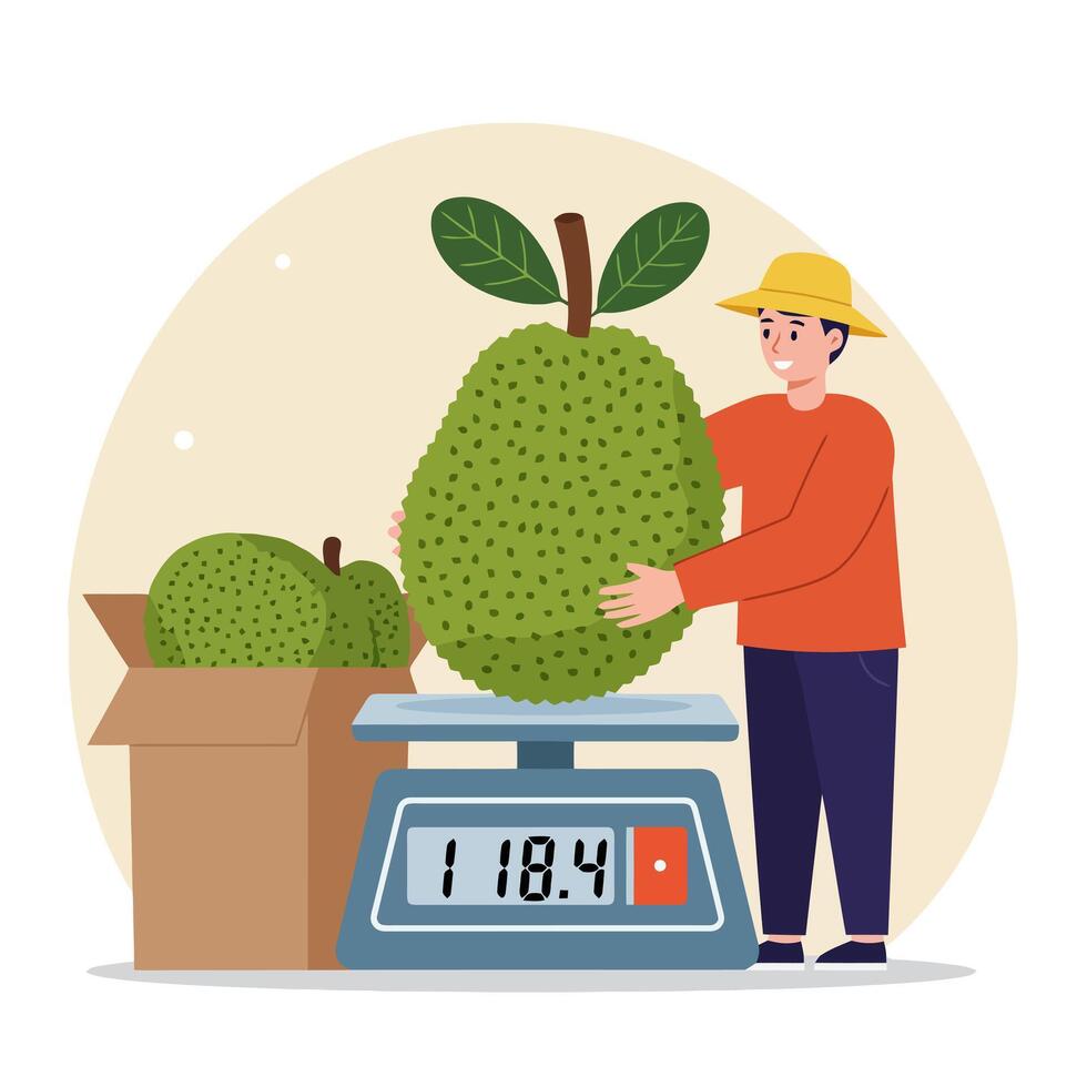 Farmer Weighing Large Jackfruit on Scale with Box of More Jackfruits vector