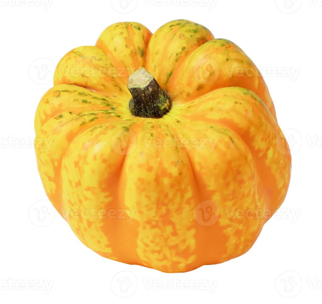 Pumpkin variety 'Celebration Squash' pot-bellied yellow pumpkin with wide orange stripes, ornamental fruit isolated on white background,for Thanksgiving decoration and culinary use,view from an angle photo