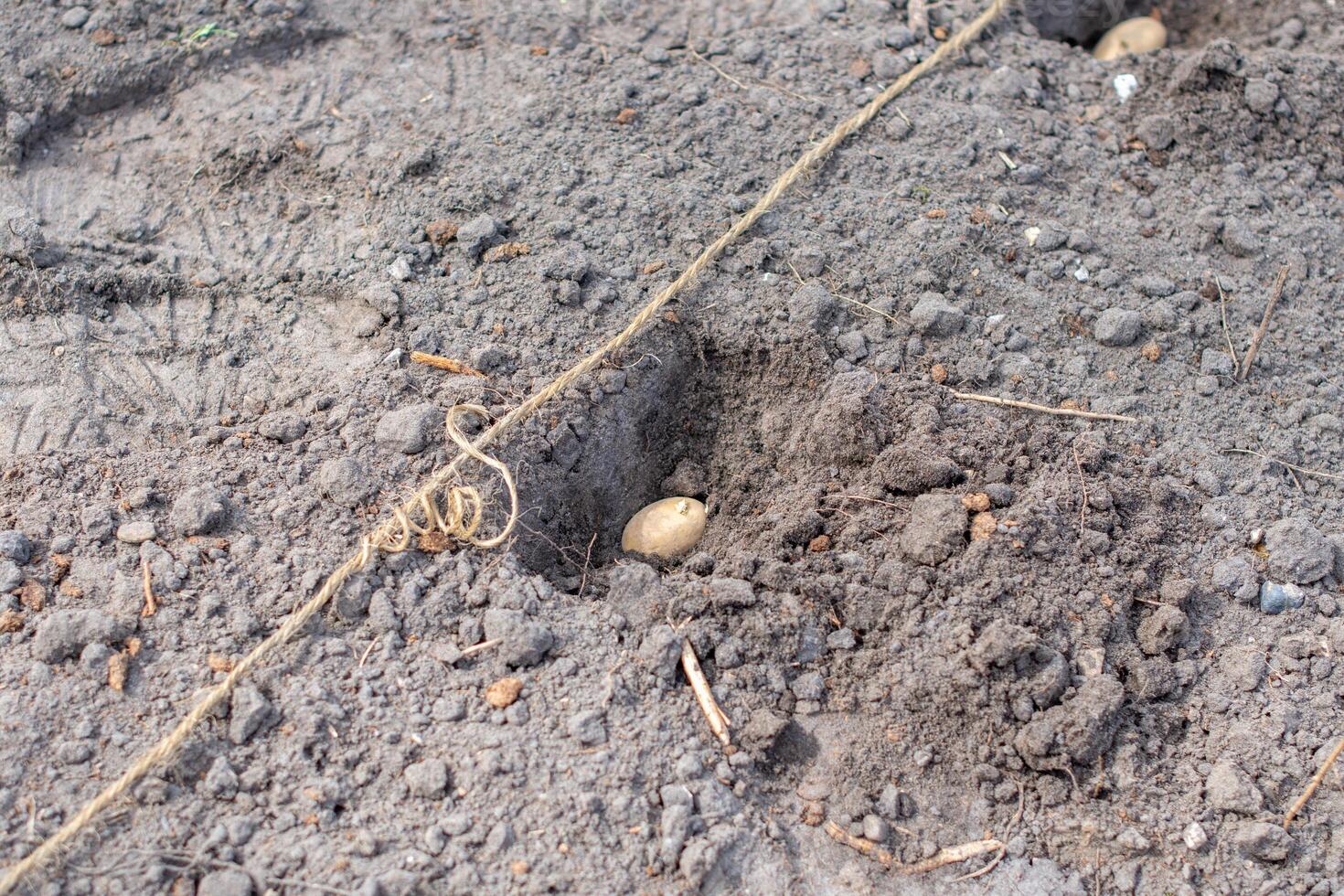 Seed potato being planted in a furrow in prepared soil, with a string marking the row to ensure straight planting lines for efficient growth and harvesting photo