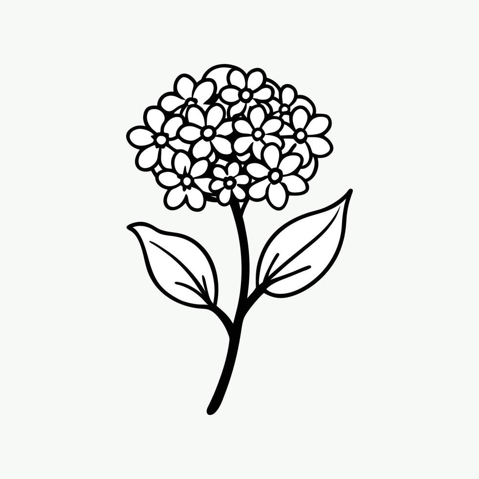 Candytuft Flower on White Background Delicate Botanical Floral Illustration vector