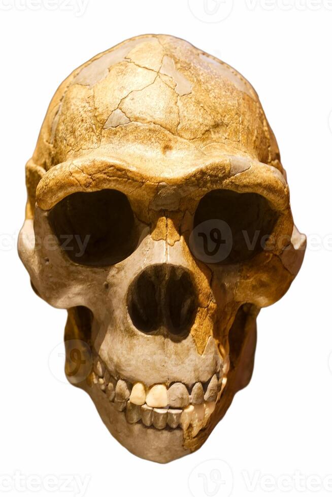 skull of an ancient anthropoid ape photo