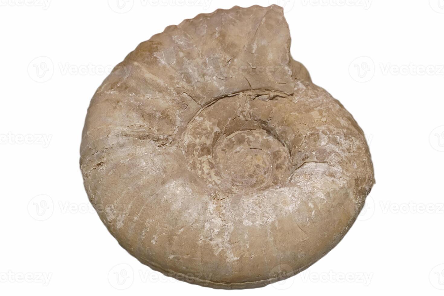 fossilized ammonite on a white background photo