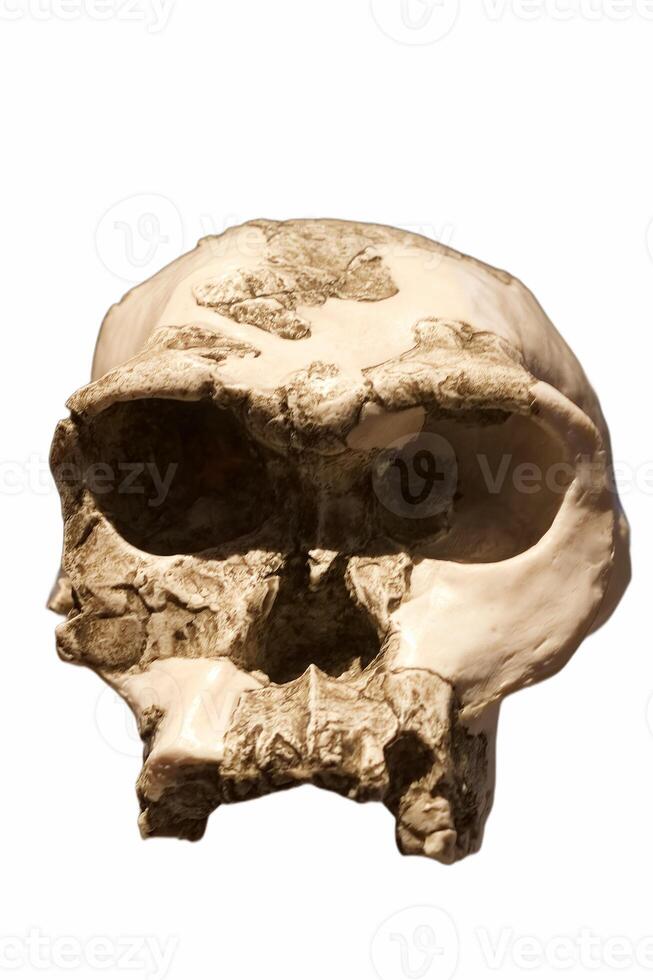 large humanoid skull on a white background without a lower jaw photo