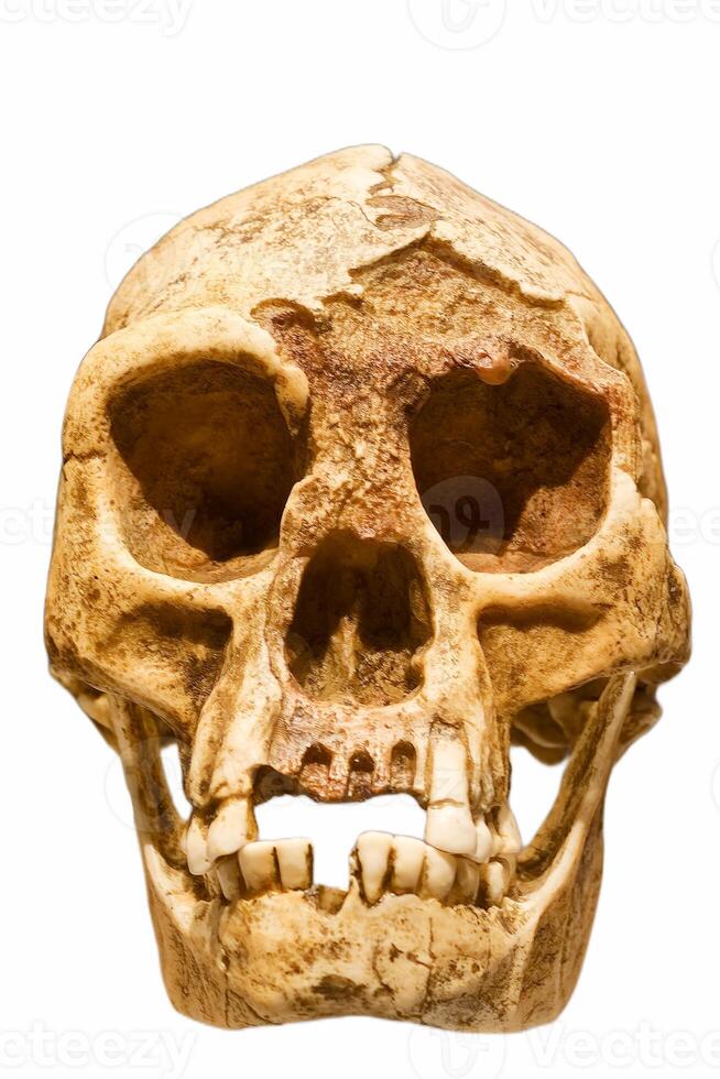 ancient human skull archeology photo