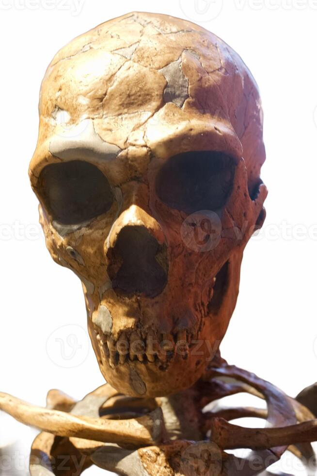 skull of a prehistoric man cut off on a white background photo