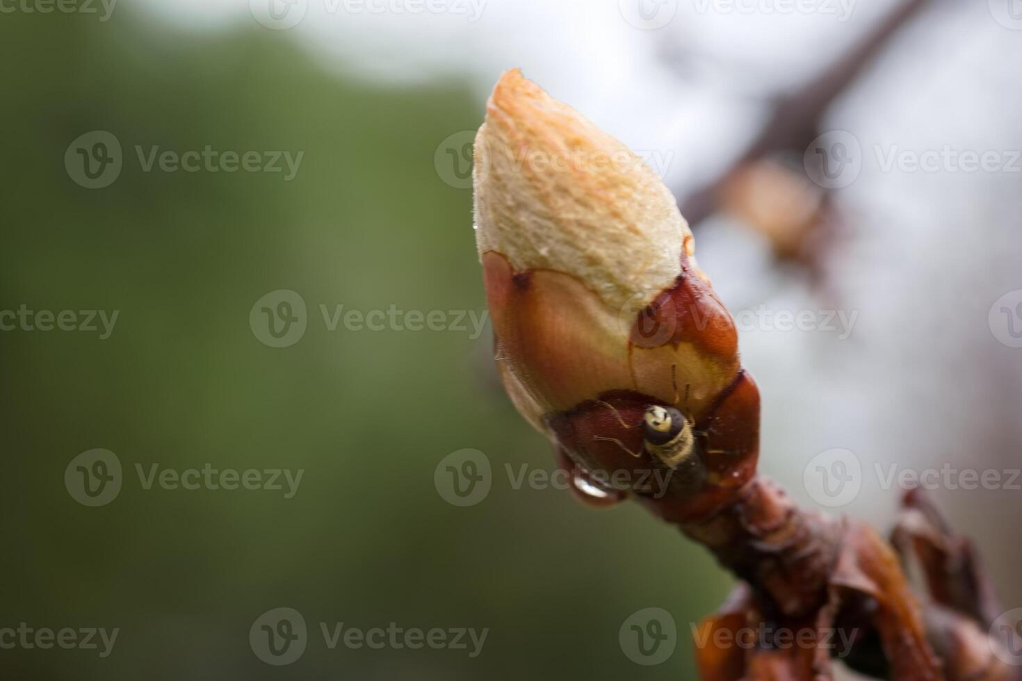 bud, plant, tree, spring, nature, botany, photo