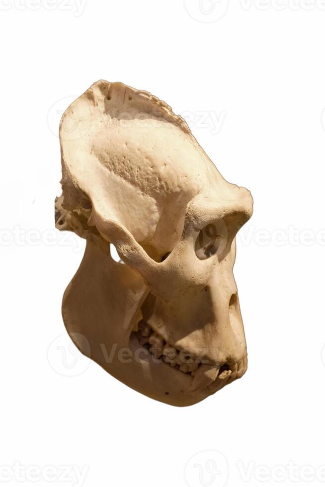 skull of an ancient man in profile photo