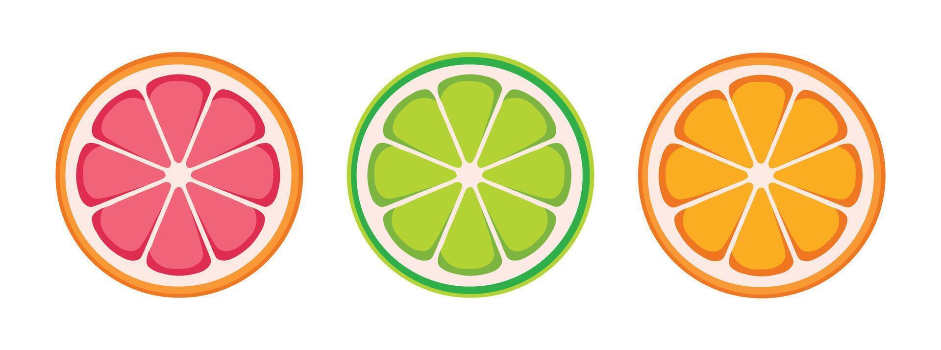 citrus fruit slices illustration vector