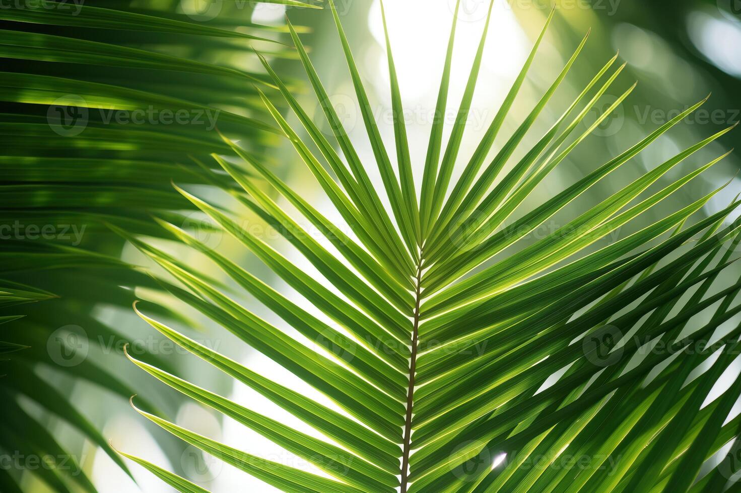 Palm leaves with sunlight shining through them photo