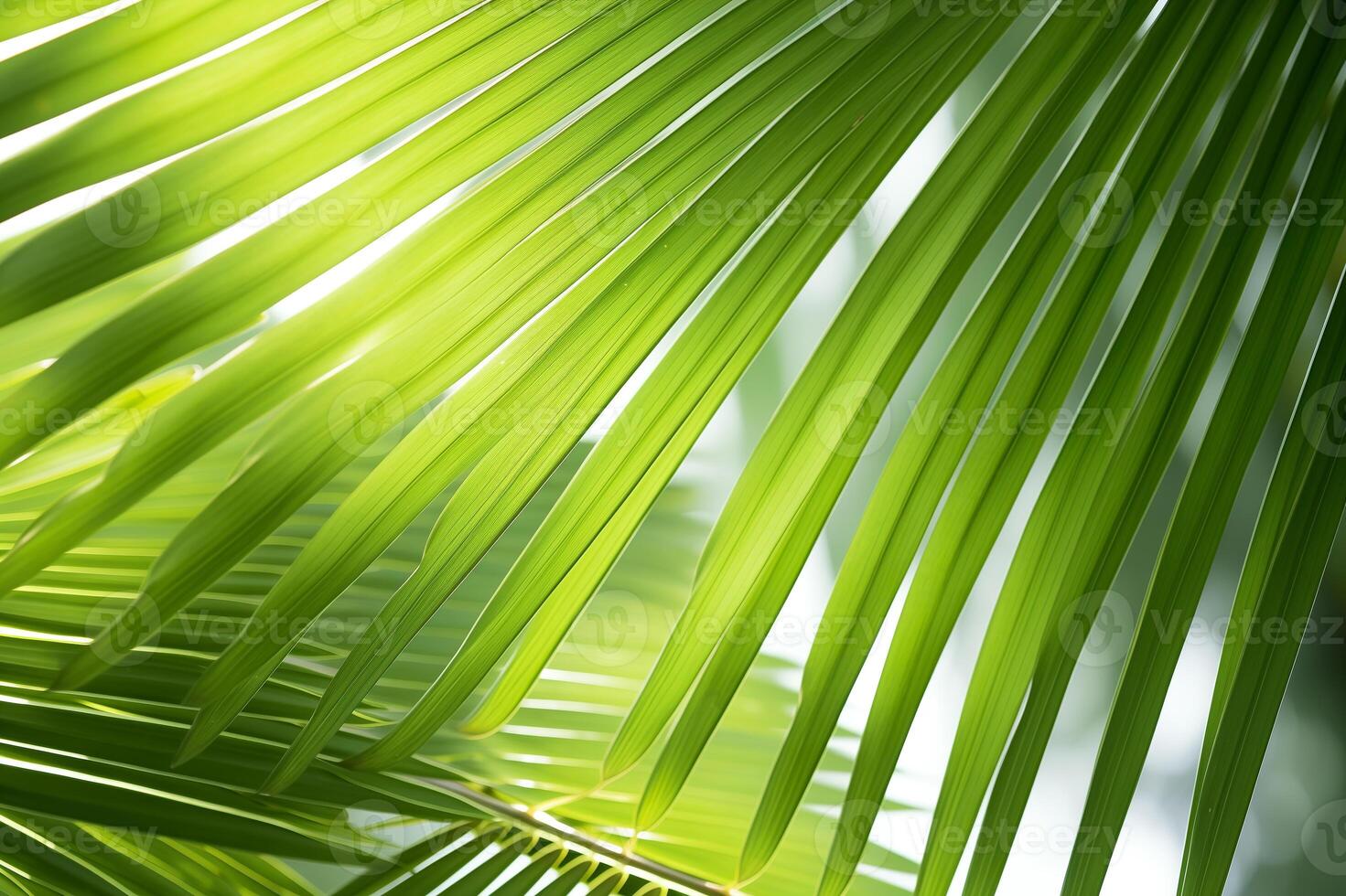A close up of a palm leaf with sunlight shining through photo