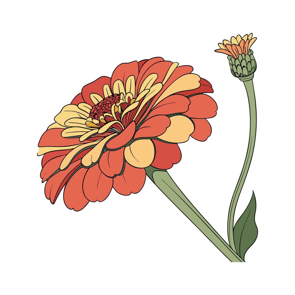 Beautiful Zinnia Flower on White vector
